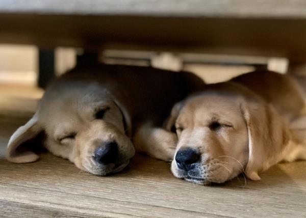 /Images/uploads/International Guiding Eyes Inc/gdapawsitivitycalendar/entries/20828thumb.jpg